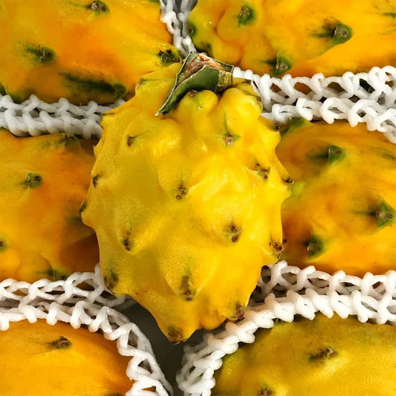 images/1668670816684pitahaya ecuatoriana.jpg